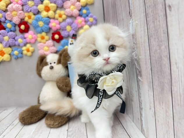 岡山県のスコティッシュフォールド (ワンキャラット アミーゴ高屋店/2025年12月13日生まれ/男の子/クリームホワイト)の子猫