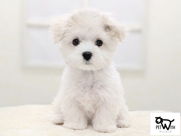 福島県のマルチーズ (アミーゴ会津若松店/2025年10月27日生まれ/男の子/ホワイト)の子犬