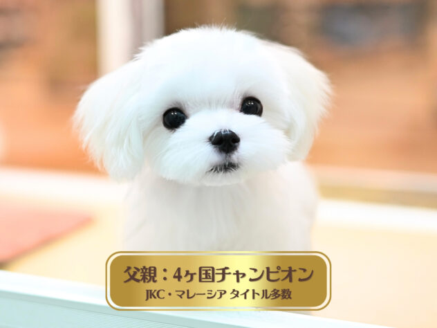 岡山県のマルチーズ (アミーゴ大安寺店/2025年10月14日生まれ/男の子/ホワイト)の子犬の1枚目の画像