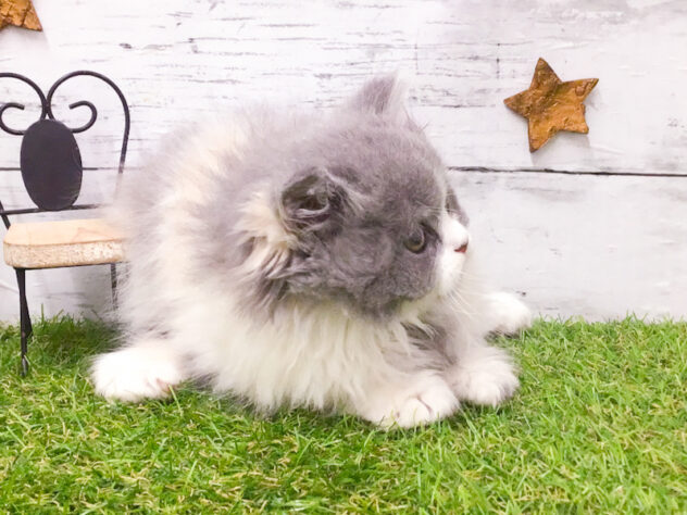 愛知県のブリティッシュロングヘアー (アミーゴ知立店/2025年12月31日生まれ/女の子/ブルーパッチドタビーホワイト)の子猫の3枚目の画像