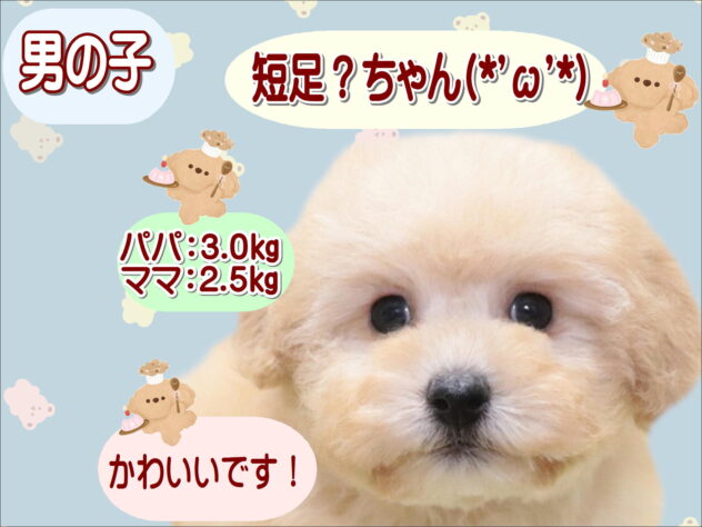 大阪府のトイプードル(トイ) (アミーゴ鳳店/2025年12月24日生まれ/男の子/ペールフォーン)の子犬の1枚目の画像