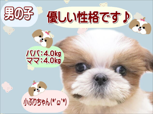 大阪府のシーズー (アミーゴ鳳店/2025年12月6日生まれ/男の子/ゴールドホワイト)の子犬の1枚目の画像