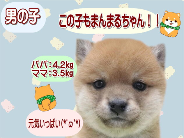 大阪府の豆柴 (アミーゴ鳳店/2025年12月29日生まれ/男の子/赤)の子犬