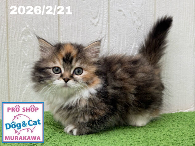 広島県のミヌエット (アミーゴ大町店/2025年12月18日生まれ/女の子/ブラウンパッチドタビーホワイト)の子猫の2枚目の画像