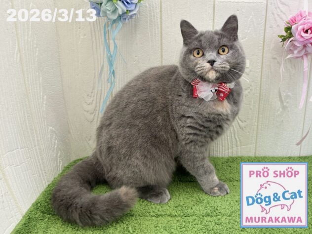 広島県のブリティッシュショートヘアー (アミーゴ大町店/2025年8月18日生まれ/女の子/ブルークリーム)の子猫の1枚目の画像