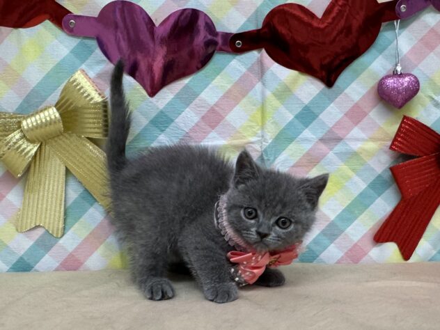 山形県のブリティッシュショートヘアー (アミーゴ酒田店/2025年12月14日生まれ/女の子/07 ブルー系)の子猫の2枚目の画像