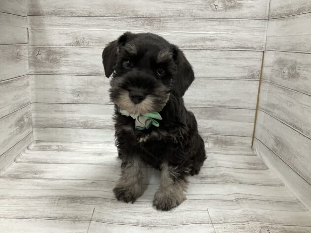 福島県のミニチュアシュナウザー (アミーゴ小名浜店/2025年12月22日生まれ/男の子/ブラックシルバー)の子犬