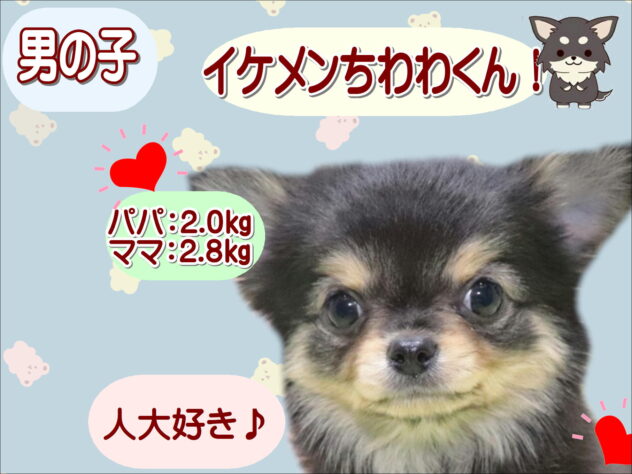 大阪府のチワワ(ロング) (アミーゴ鳳店/2026年1月1日生まれ/男の子/ブラックタン)の子犬の1枚目の画像