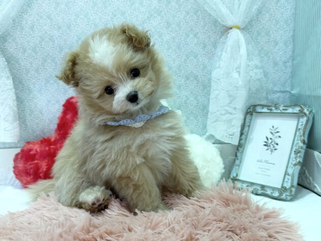 福島県のハーフ犬・ミックス犬 (アミーゴ本宮店/2025年11月30日生まれ/男の子/アプリコット)の子犬