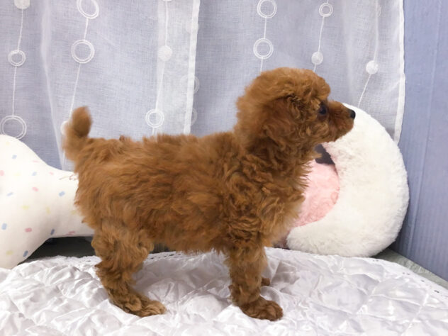 愛知県のトイプードル(トイ) (アミーゴ知立店/2025年12月21日生まれ/女の子/レッド)の子犬の2枚目の画像