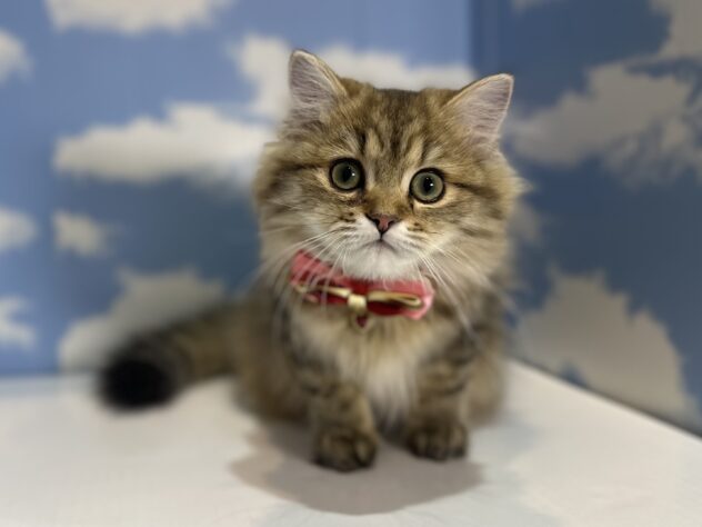 山形県のペルシャ (アミーゴ山形南店/2025年10月13日生まれ/女の子/チンチラゴールデン)の子猫の1枚目の画像