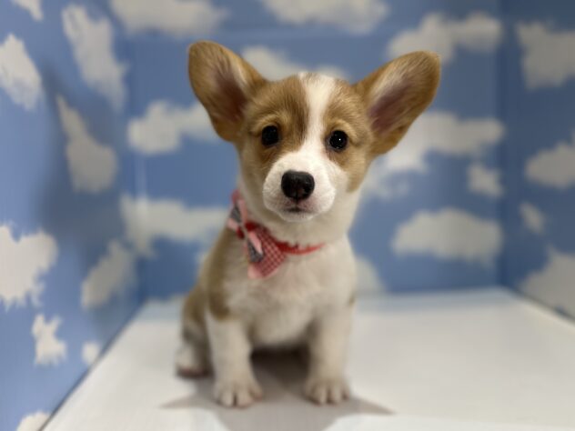 山形県のウェルシュコーギーペンブローク (アミーゴ山形南店/2025年12月23日生まれ/女の子/レッドホワイト)の子犬の1枚目の画像