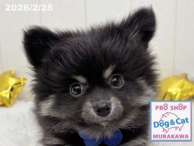 広島県のハーフ犬・ミックス犬 (アミーゴ大町店/2025年12月17日生まれ/男の子/ブラックタン)の子犬