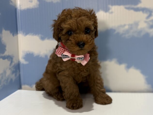 山形県のトイプードル(トイ) (アミーゴ山形南店/2025年12月17日生まれ/女の子/レッド)の子犬の1枚目の画像