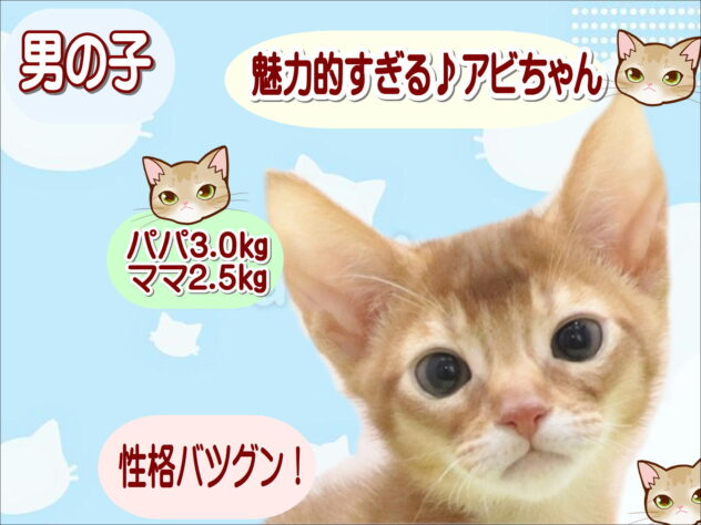 大阪府のアビシニアン (アミーゴ鳳店/2025年12月19日生まれ/男の子/レッド)の子猫の1枚目の画像