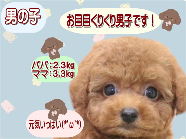 大阪府のトイプードル(トイ) (アミーゴ鳳店/2025年12月24日生まれ/男の子/レッドフォーン)の子犬の1枚目の画像