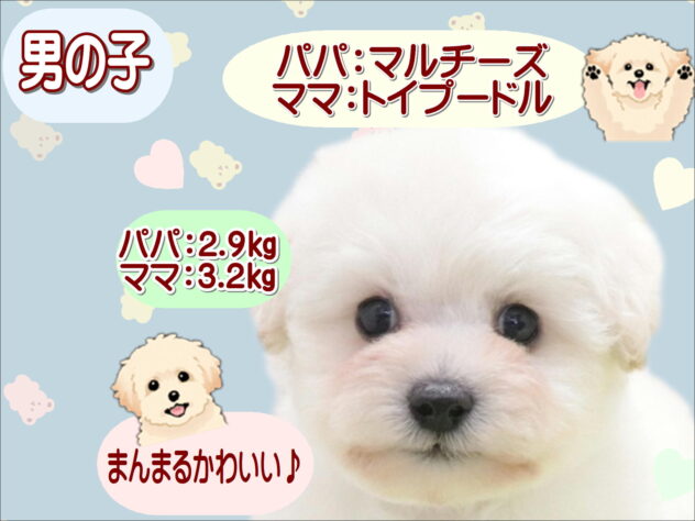 大阪府のハーフ犬・ミックス犬 (アミーゴ鳳店/2025年12月18日生まれ/男の子/ホワイト)の子犬の1枚目の画像