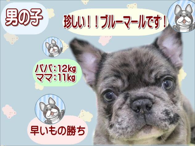 大阪府のフレンチブルドッグ (アミーゴ鳳店/2025年12月1日生まれ/男の子/ブルーマール)の子犬の1枚目の画像