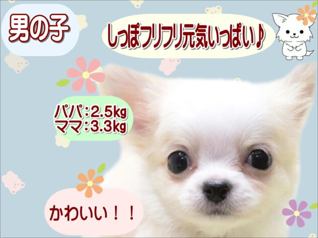 大阪府のチワワ(ロング) (アミーゴ鳳店/2025年12月16日生まれ/男の子/クリームホワイト)の子犬の1枚目の画像