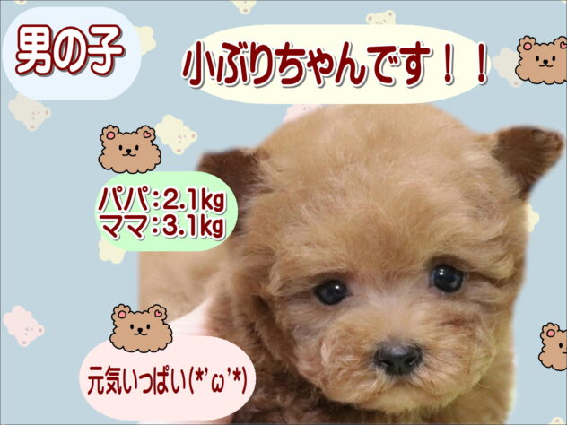 大阪府のトイプードル(トイ) (アミーゴ鳳店/2025年12月9日生まれ/男の子/レッドフォーン)の子犬の1枚目の画像