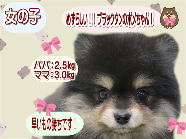 大阪府のポメラニアン (アミーゴ鳳店/2025年12月28日生まれ/女の子/ブラックタン)の子犬