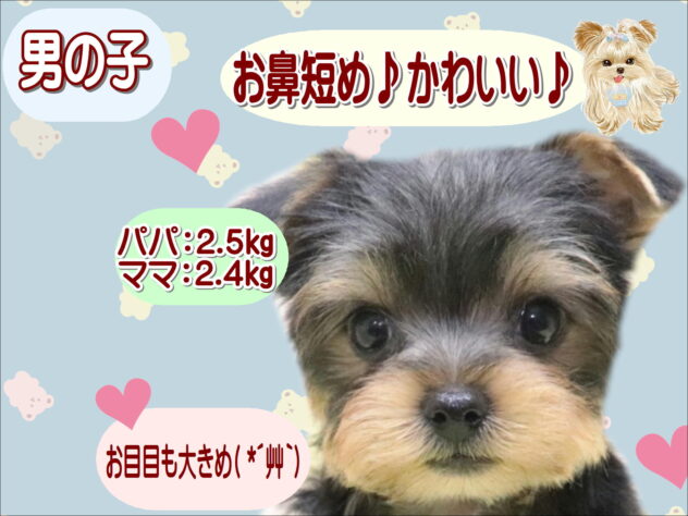 大阪府のヨークシャーテリア (アミーゴ鳳店/2025年12月18日生まれ/男の子/スチールブルータン)の子犬の1枚目の画像
