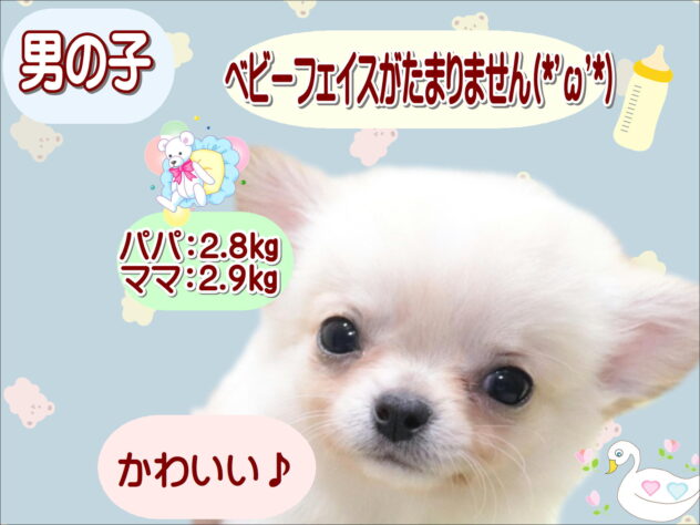 大阪府のチワワ(ロング) (アミーゴ鳳店/2026年1月1日生まれ/男の子/クリーム)の子犬の1枚目の画像