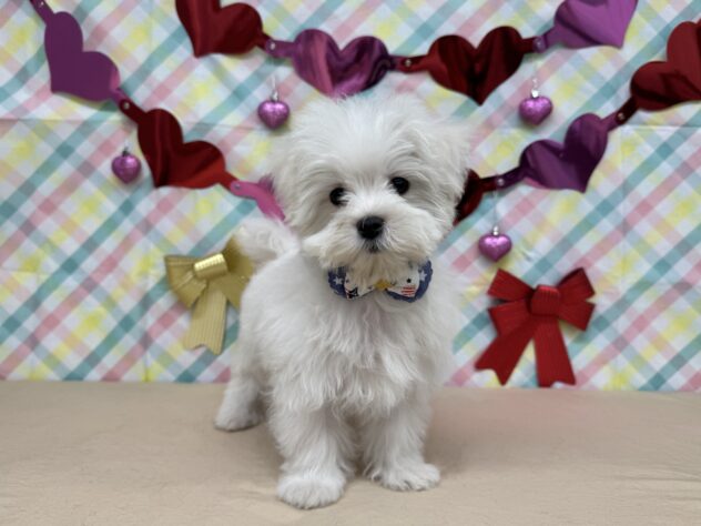 山形県のマルチーズ (アミーゴ酒田店/2025年11月16日生まれ/男の子/06 ホワイト系)の子犬の1枚目の画像