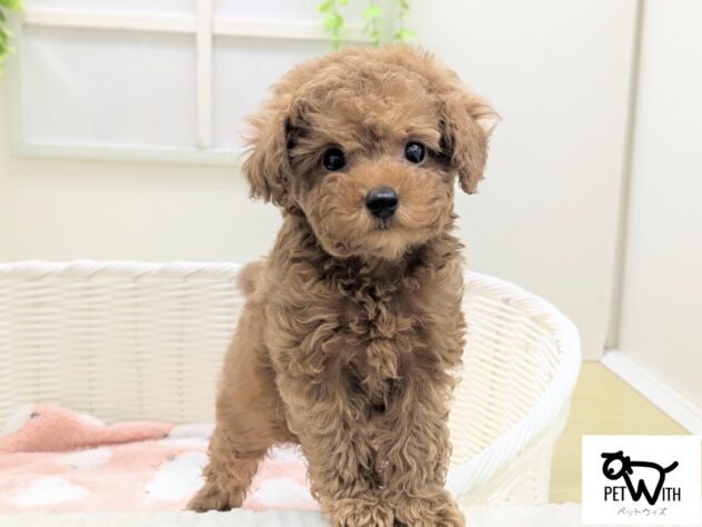 福島県のトイプードル(トイ) (アミーゴ会津若松店/2025年12月17日生まれ/女の子/レッドフォーン)の子犬