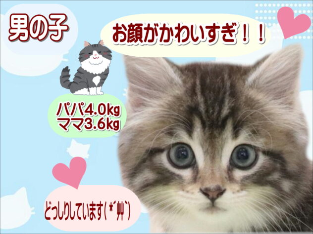 大阪府のノルウェージャンフォレストキャット (アミーゴ鳳店/2025年12月16日生まれ/男の子/シルバータビーホワイト)の子猫の1枚目の画像