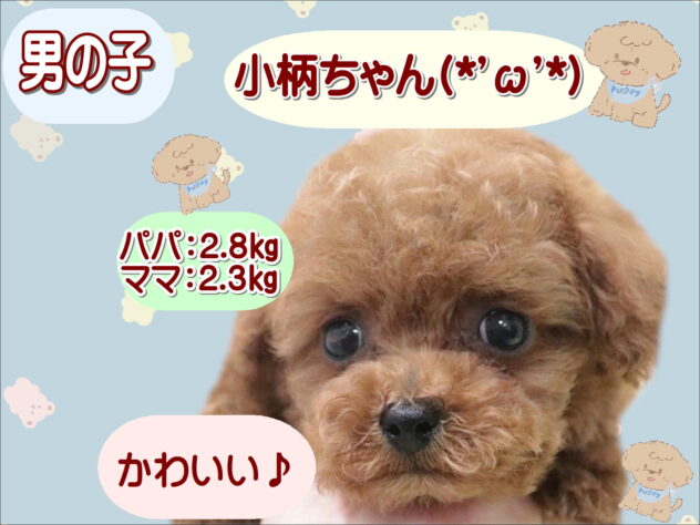 大阪府のトイプードル(トイ) (アミーゴ鳳店/2025年12月22日生まれ/男の子/レッド)の子犬の1枚目の画像