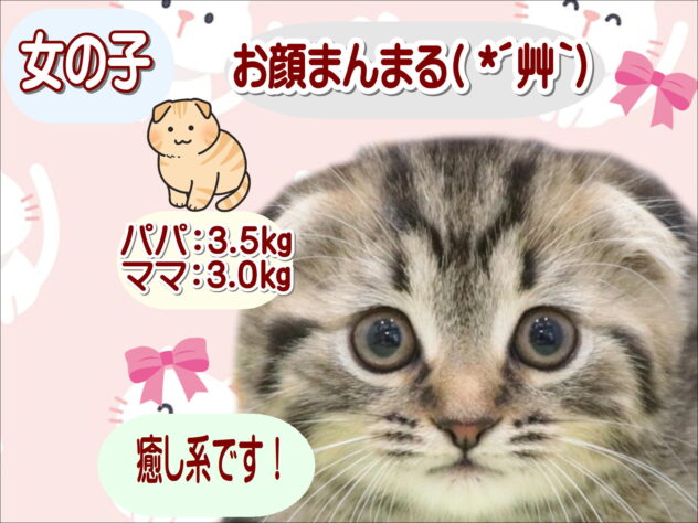 大阪府のスコティッシュフォールド (アミーゴ鳳店/2025年12月16日生まれ/女の子/ブラウンタビー)の子猫の1枚目の画像