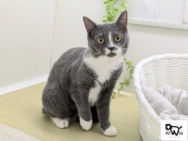 福島県のブリティッシュショートヘアー (アミーゴ会津若松店/2025年7月11日生まれ/女の子/ブルーホワイト)の子猫の1枚目の画像