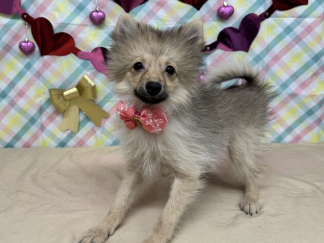 山形県のポメラニアン (アミーゴ酒田店/2025年9月16日生まれ/女の子/ウルフセーブル)の子犬の2枚目の画像