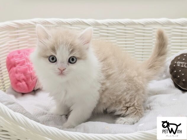 福島県のスコティッシュフォールド (アミーゴ会津若松店/2025年12月19日生まれ/男の子/クリームホワイト)の子猫の1枚目の画像