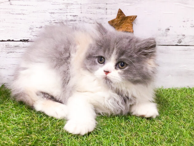 愛知県のブリティッシュロングヘアー (アミーゴ知立店/2025年12月31日生まれ/女の子/ブルーパッチドタビーホワイト)の子猫の2枚目の画像