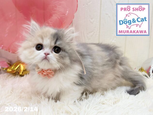 広島県のハーフ猫・ミックス猫 (アミーゴ大町店/2025年12月5日生まれ/女の子/ダイリュートキャリコ)の子猫の2枚目の画像