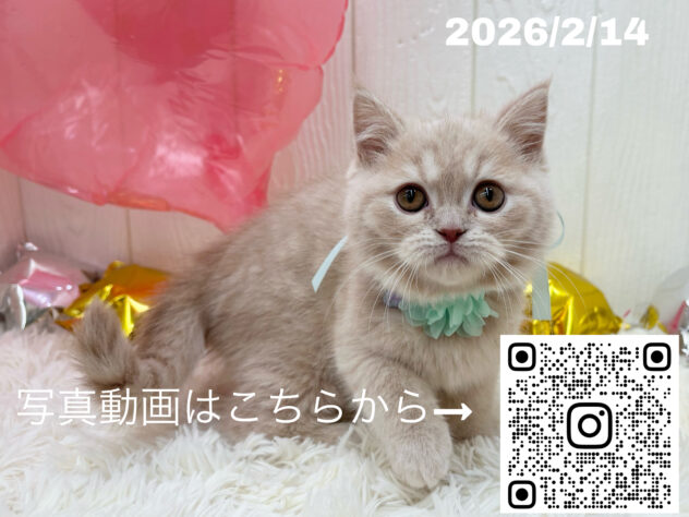 広島県のハーフ猫・ミックス猫 (アミーゴ大町店/2025年12月5日生まれ/男の子/クリームタビー)の子猫の3枚目の画像