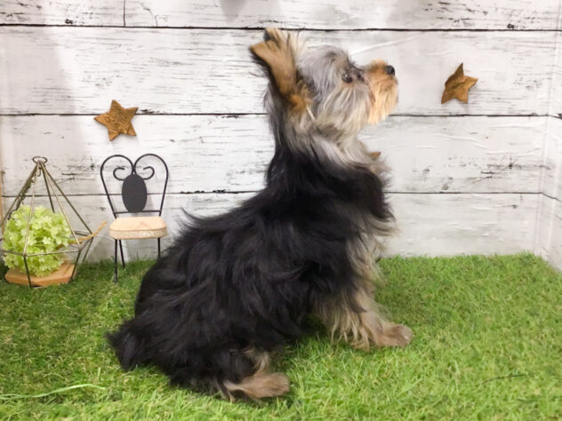 愛知県のヨークシャーテリア (アミーゴ知立店/2025年11月5日生まれ/女の子/スチールブルータン)の子犬の4枚目の画像