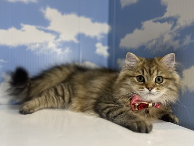 山形県のペルシャ (アミーゴ山形南店/2025年10月13日生まれ/女の子/チンチラゴールデン)の子猫の3枚目の画像