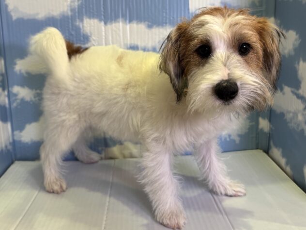 山形県のジャックラッセルテリア (アミーゴ山形南店/2025年8月14日生まれ/男の子/ホワイトタン)の子犬の3枚目の画像