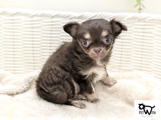 福島県のチワワ(ロング) (アミーゴ会津若松店/2025年12月15日生まれ/女の子/チョコレートタンホワイト)の子犬