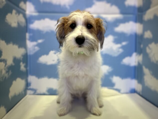 山形県のジャックラッセルテリア (アミーゴ山形南店/2025年8月14日生まれ/男の子/ホワイトタン)の子犬の1枚目の画像