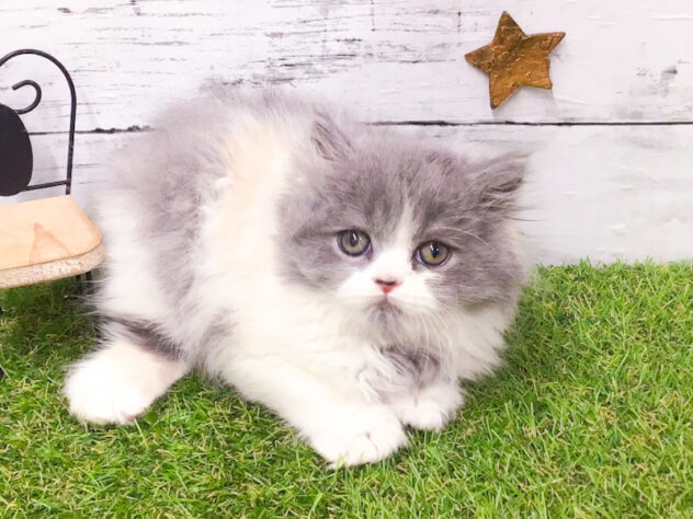 愛知県のブリティッシュロングヘアー (アミーゴ知立店/2025年12月31日生まれ/女の子/ブルーパッチドタビーホワイト)の子猫の1枚目の画像