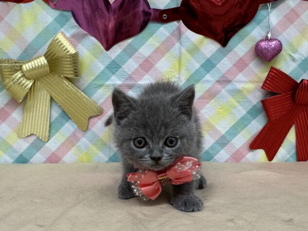 山形県のブリティッシュショートヘアー (アミーゴ酒田店/2025年12月14日生まれ/女の子/07 ブルー系)の子猫の1枚目の画像