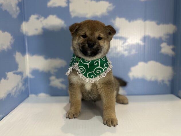 山形県の柴犬(標準サイズ) (アミーゴ山形南店/2025年12月23日生まれ/男の子/赤)の子犬の1枚目の画像