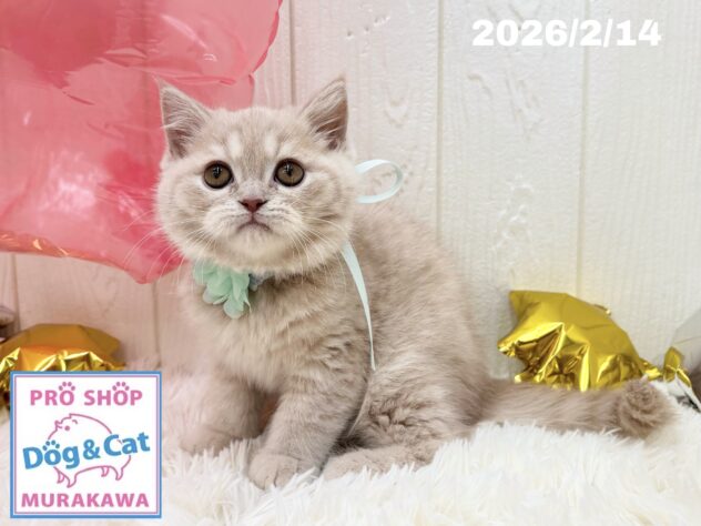 広島県のハーフ猫・ミックス猫 (アミーゴ大町店/2025年12月5日生まれ/男の子/クリームタビー)の子猫の3枚目の画像