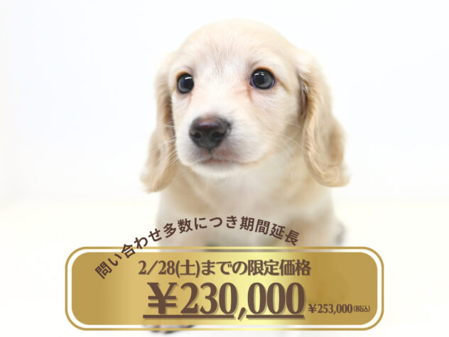 岡山県のミニチュアダックスフンド(ロング) (アミーゴ大安寺店/2025年12月18日生まれ/男の子/イエロー)の子犬の1枚目の画像