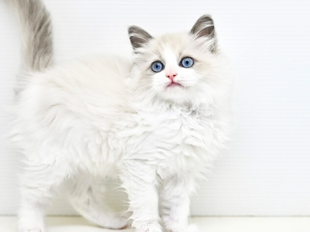 岡山県のラグドール (アミーゴ大安寺店/2025年12月28日生まれ/女の子/ブルーポイントバイカラー)の子猫の3枚目の画像