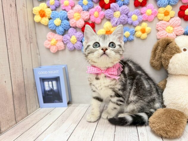 岡山県のアメリカンショートヘアー (ワンキャラット アミーゴ高屋店/2025年12月14日生まれ/女の子/シルバータビー)の子猫